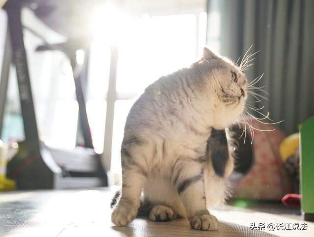 长江说法｜网红猫舍遭遇网暴后……法院这样判了！