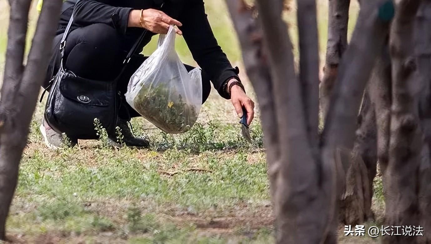 清明踏青挖野菜 这些别碰！有毒！