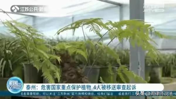 “挖野草获利6000元，竟遭跨省抓捕！”检察院：危害重点保护植物