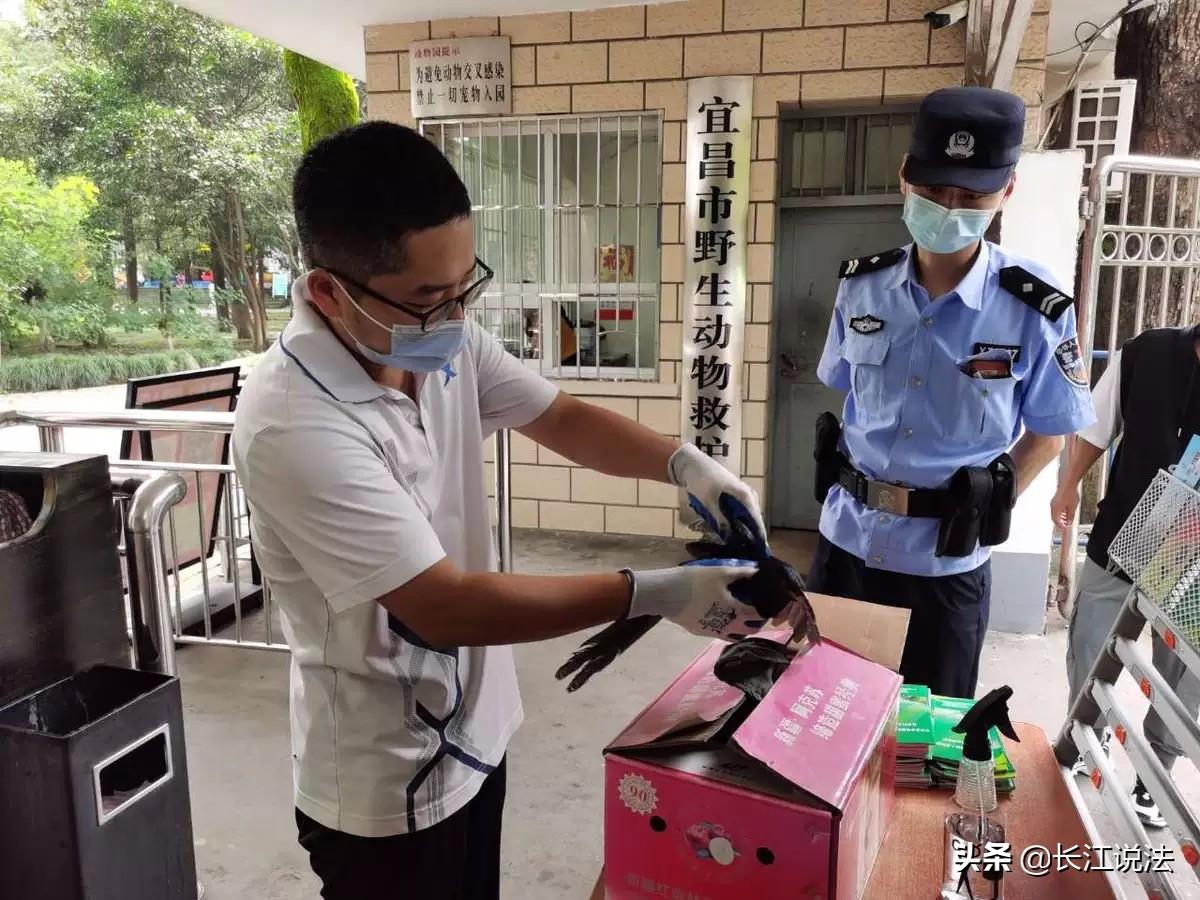 宜昌：警民携手 共救国家保护动物