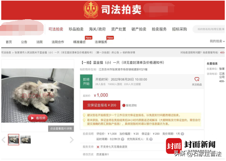 欠债不还，12只小猫咪被拍卖抵债