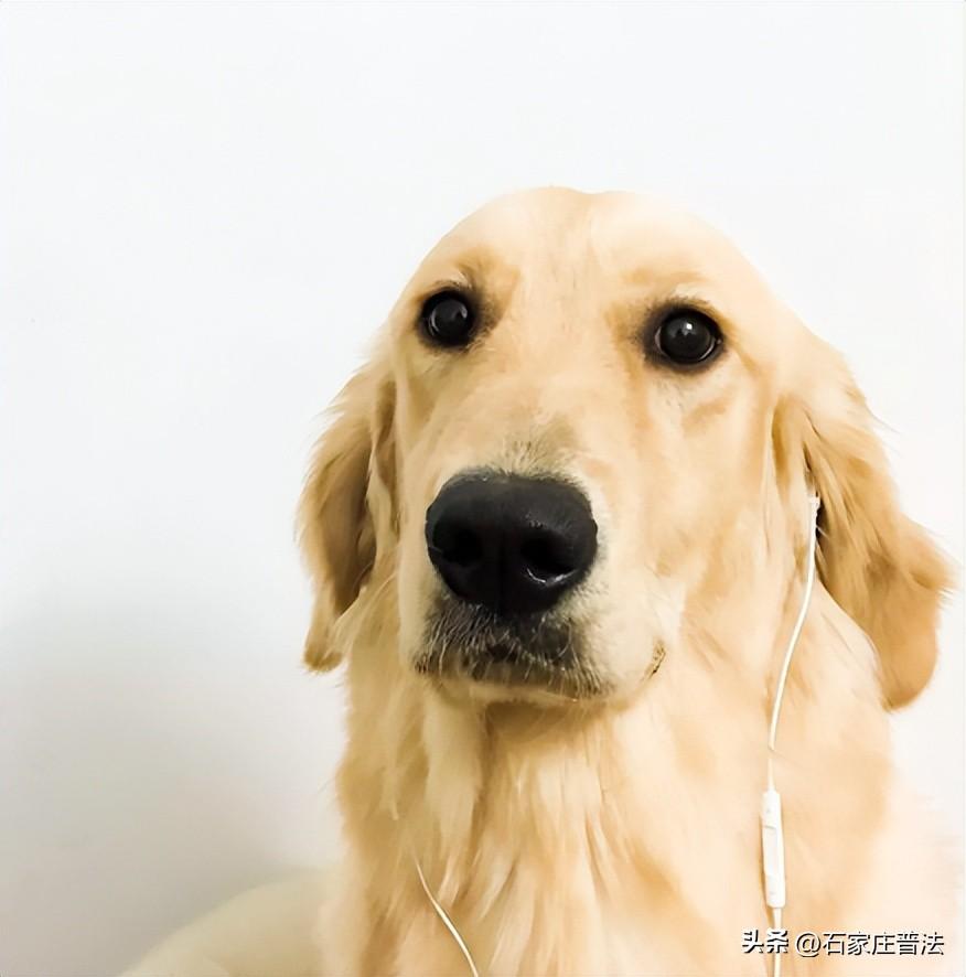 孩子为躲避路边犬只被撞伤，养犬人&骑车人谁来担责？