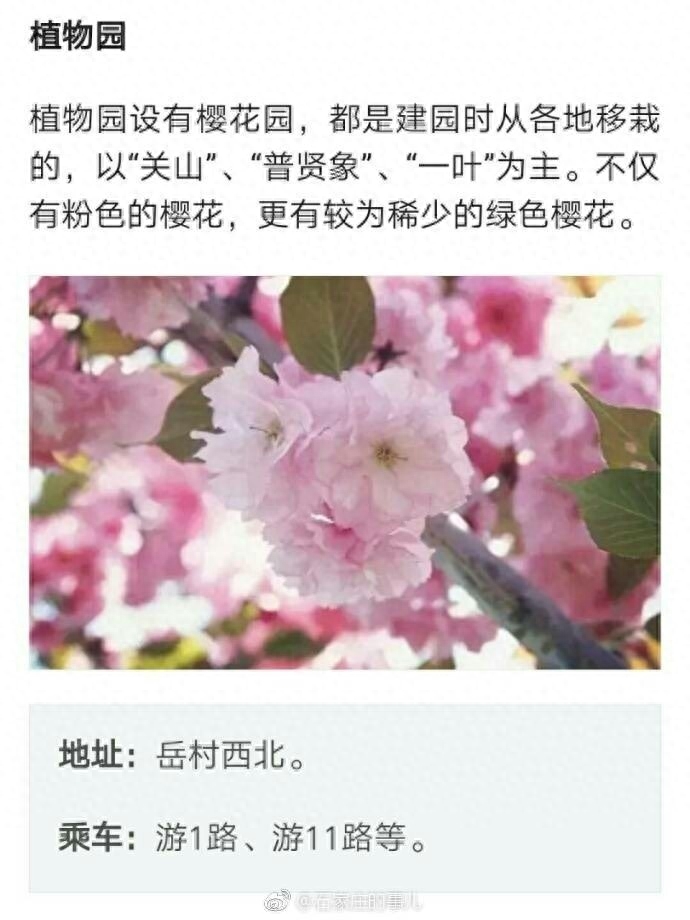 【幸福石家庄】石家庄最全赏樱花攻略在此，阳春三月，浪漫开启